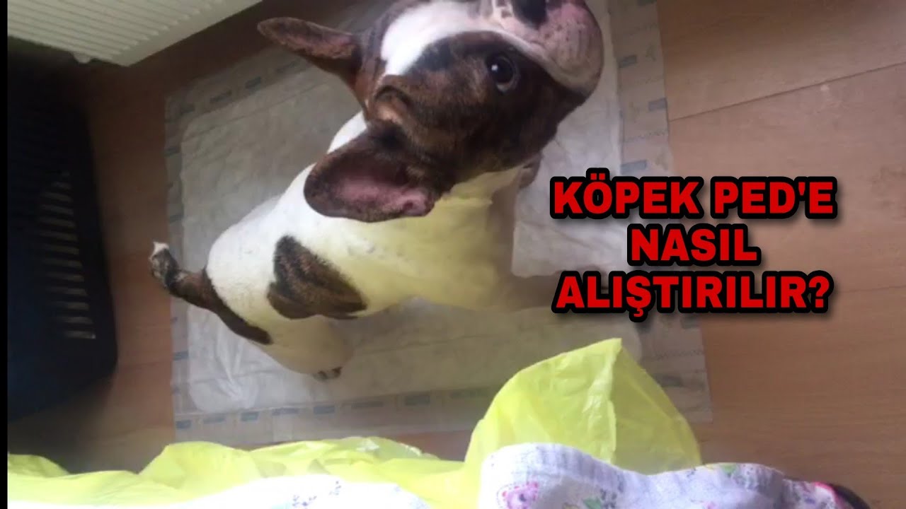 K&ouml;pek Ped'e Nasıl Alıştırılır? - K&ouml;pek Tuvalet Eğitimi / French Bulldog