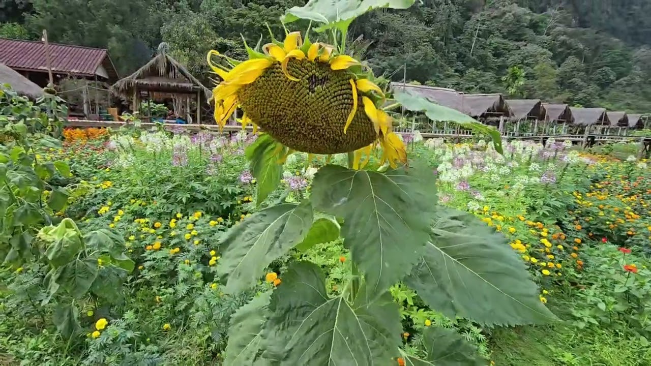 Coj nej nrog kuv peb mus ncig saib vaj paj nyob Vang vieng 2026