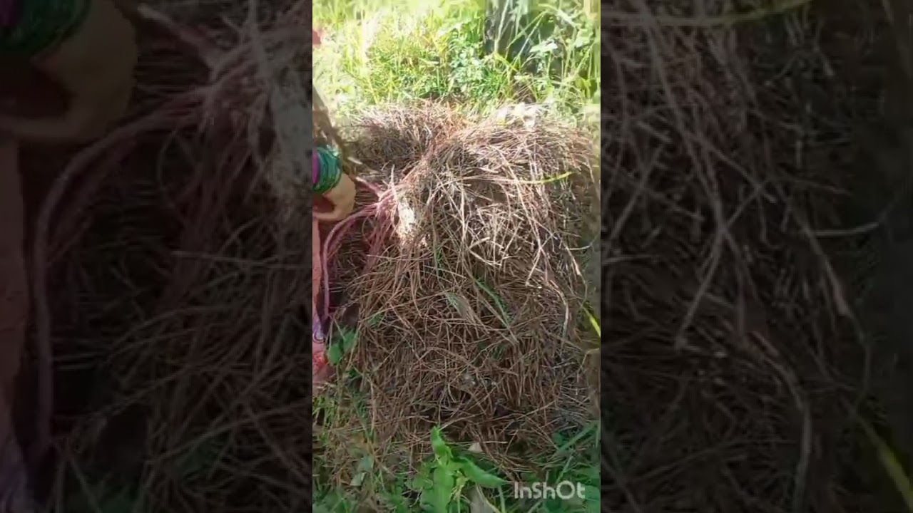 आज थोड़ा जंगल की सैर
