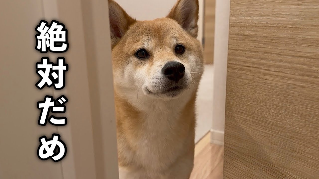 飼い主のトイレ中も絶対にドアを閉めさせてくれない甘えん坊な柴犬