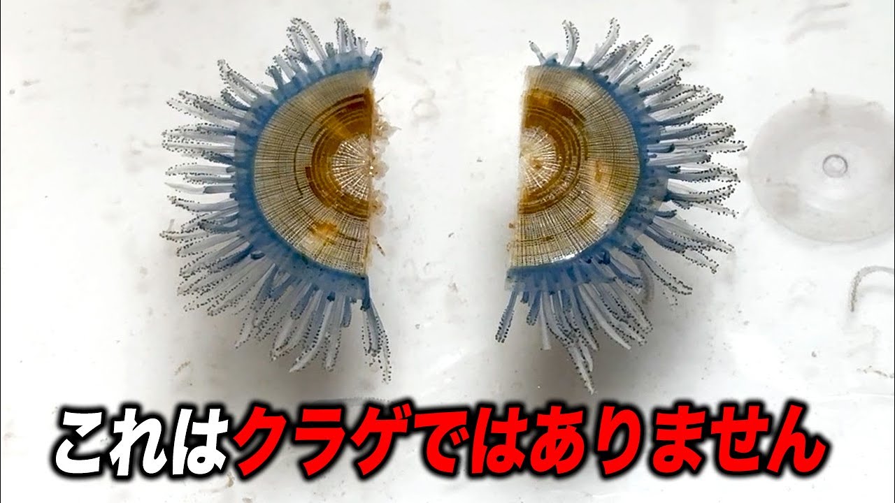 【衝撃注意】ギンカクラゲを半分に切ると起こる現象…