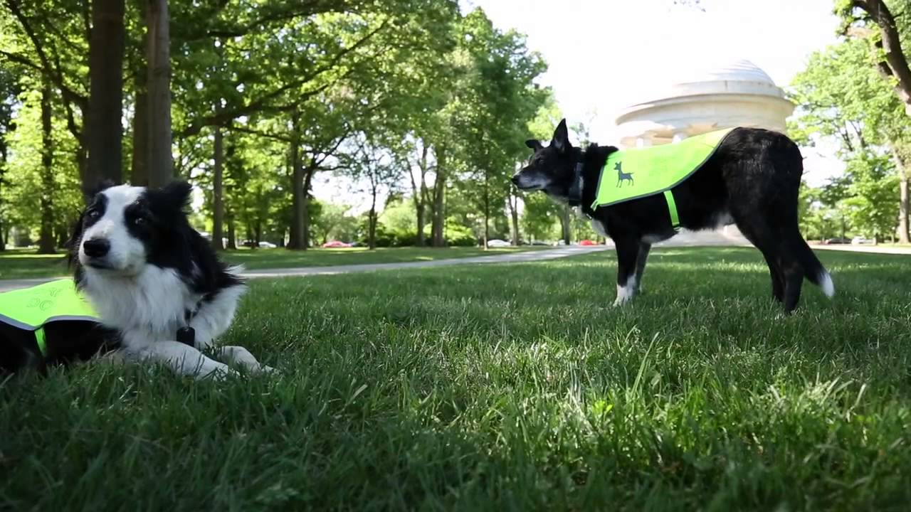 Border collies: A 'mouse trap' for geese on the National Mall