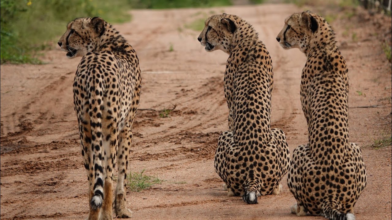 Makutsi Six-hour Afternoon Safari (2024/01/12)