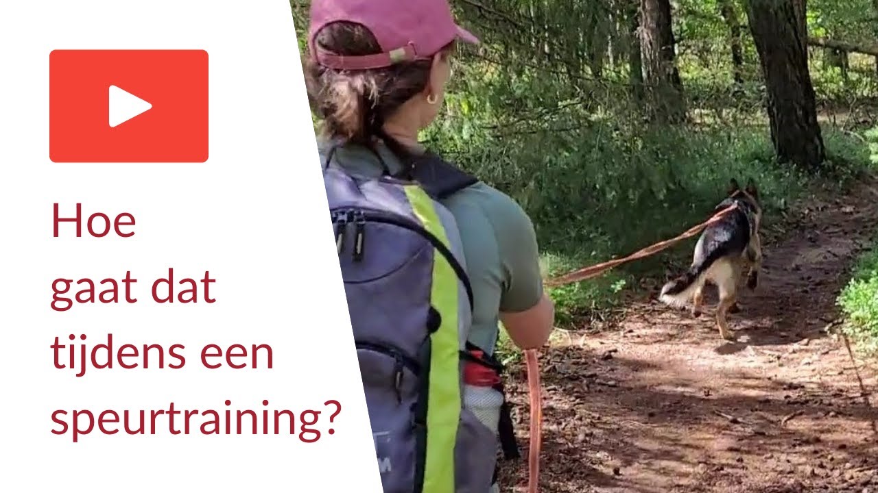 Hoe gaat dat tijdens een speurtraining?