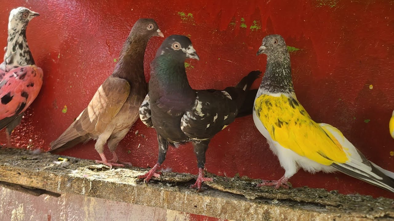 پروازی 17 کبوتر کی ڈیل سیل ہو گئی ماشاءﷲ #pigeon #parwazikaboter #jummabazarkabootarmandi 