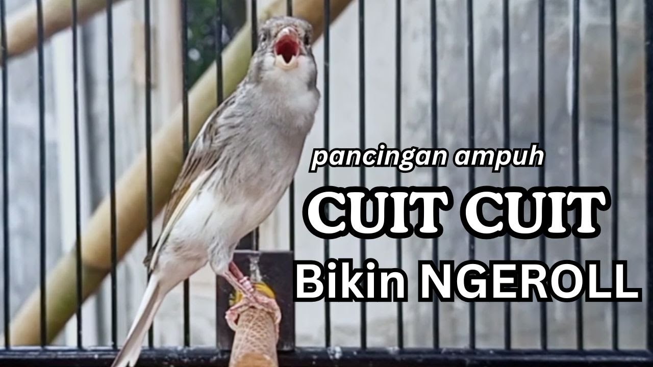 PANCINGAN EFEKTIF, KENARI PAUD, KENARI MUDA Cocok untuk Masteran  Kenari Macet BUNYI agar GACOR