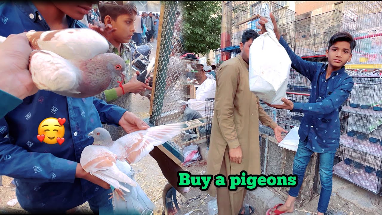 Search For New Pigeons 🥰