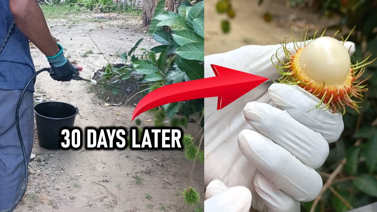 Spray this for Big and Sweet Rambutan Fruits