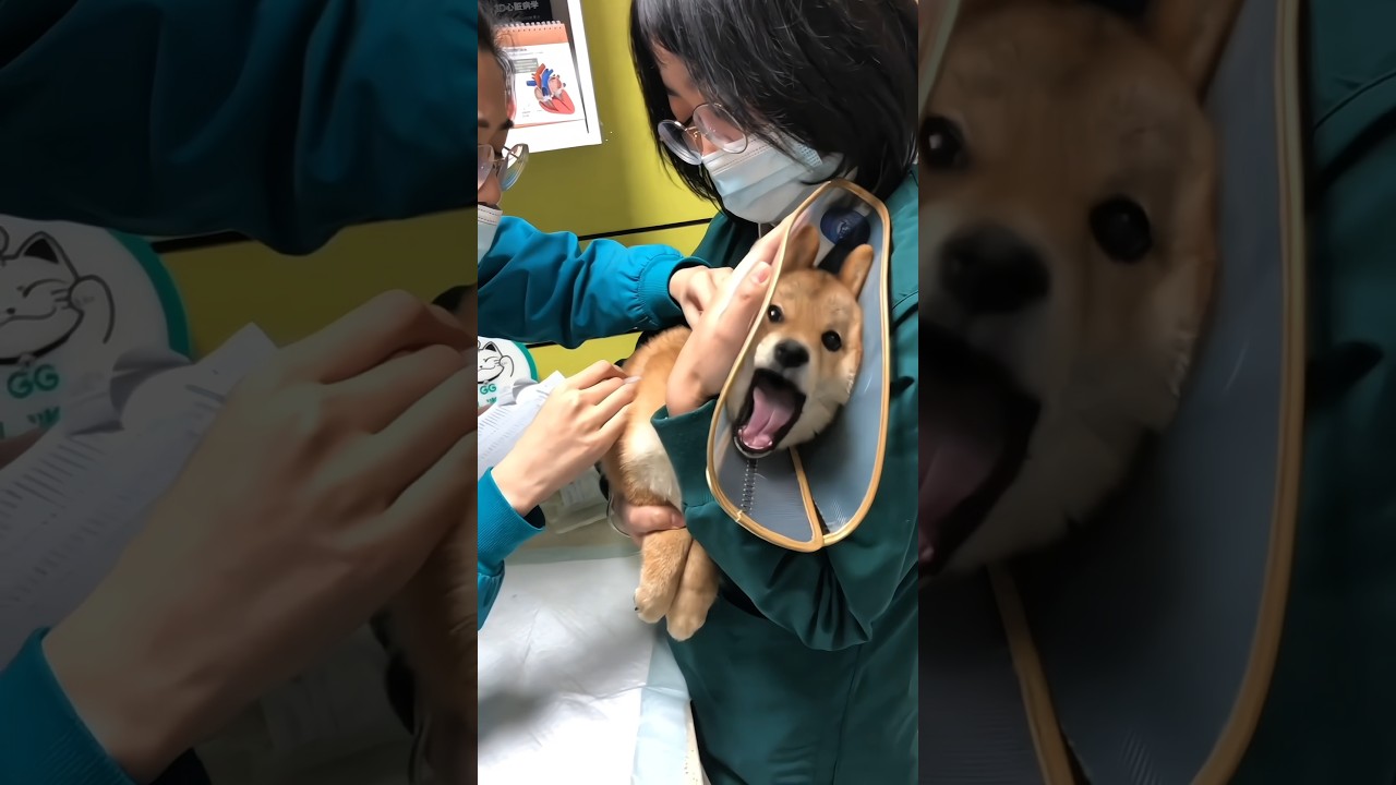 Dogs' Reactions During Injections (2)#funny #dog#doglover #puppy #fyp#shorts #shortvideo