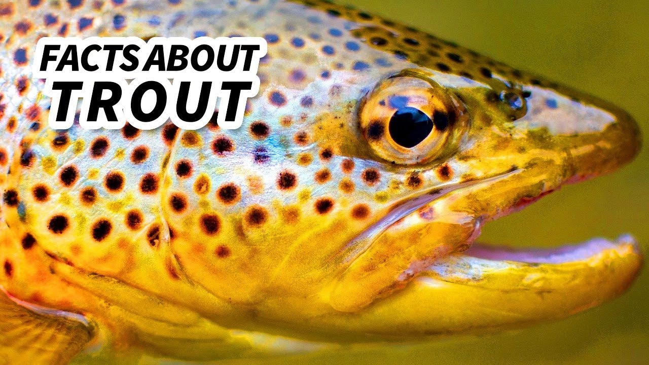 Trout Facts: a SALMON-LIKE fish | Animal Fact Files