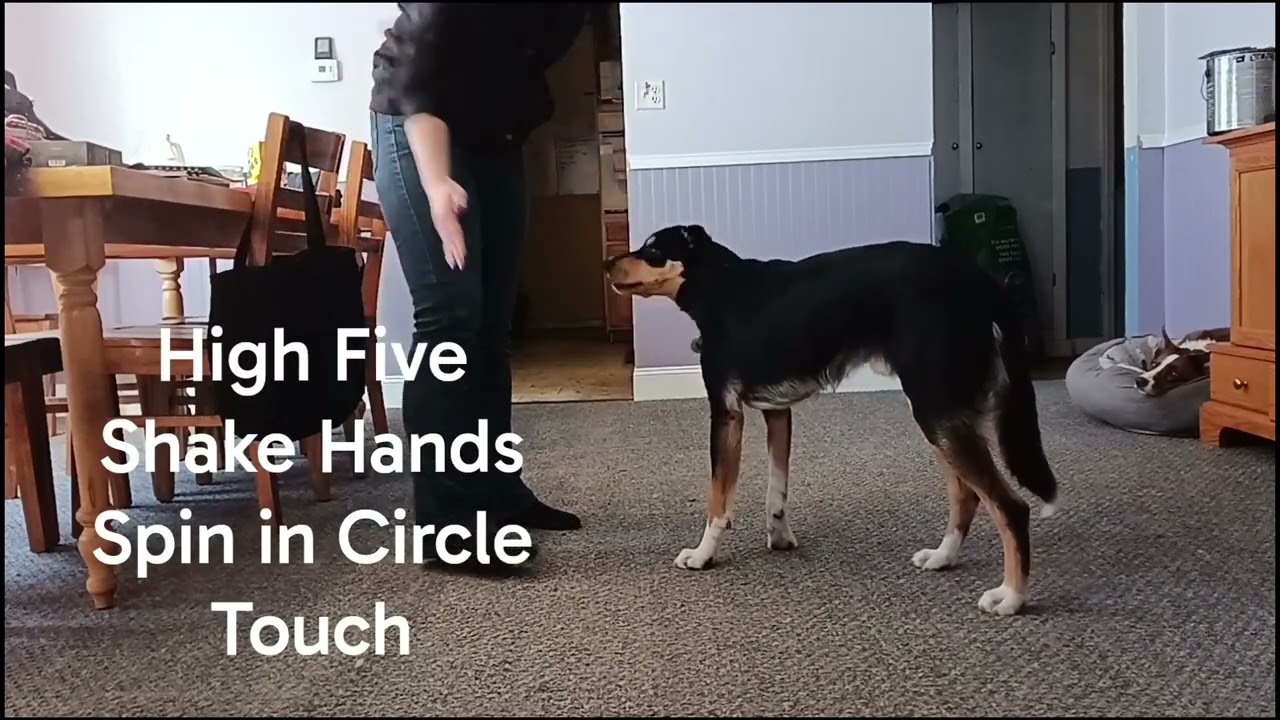Zachary AKC Trick Dog Novice