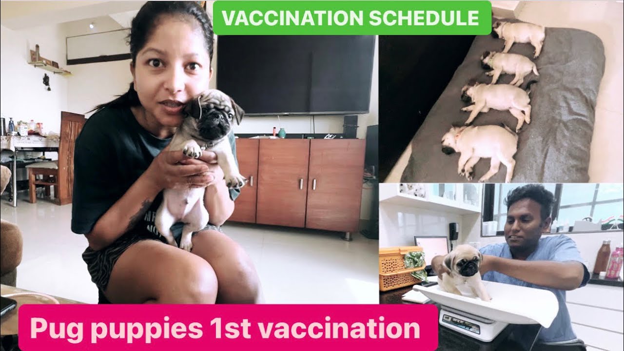 Pug puppies 1st vaccination || PUG PUPPIES || Mousumi Mallick|| Vlog