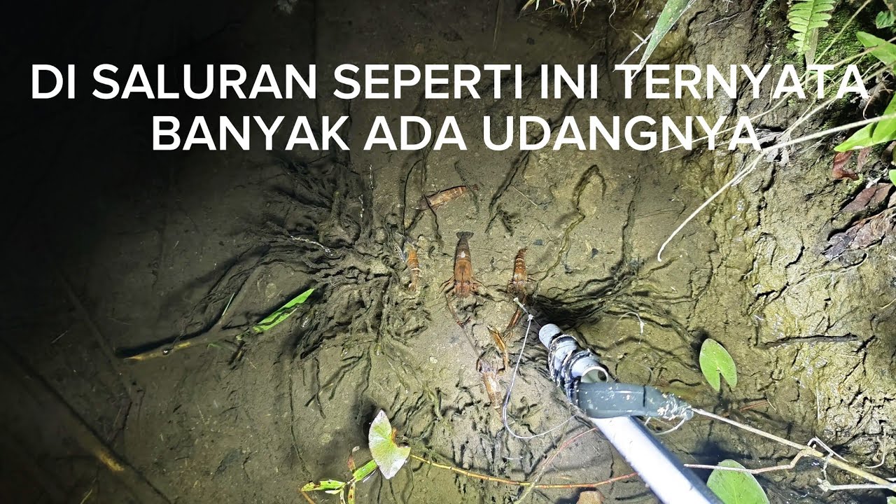 Berburu ikan dan udang di malam hari di saluran kecil#_ardana01 