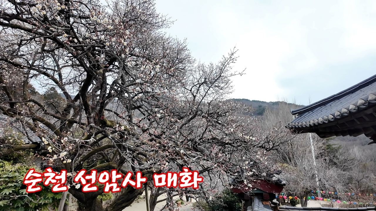 천년사찰남도의봄순천선암사선암매매화,선암사승선교,순천가볼만한곳