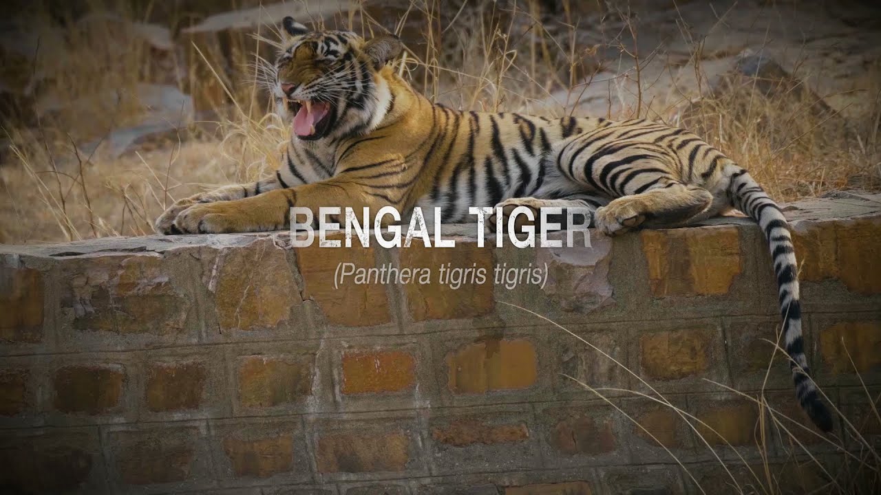 Bengal Tiger - Trailer