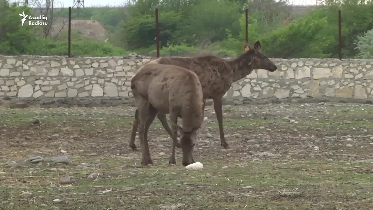 Alimpaşanın maralları, qazları, balıqları və Səbəti