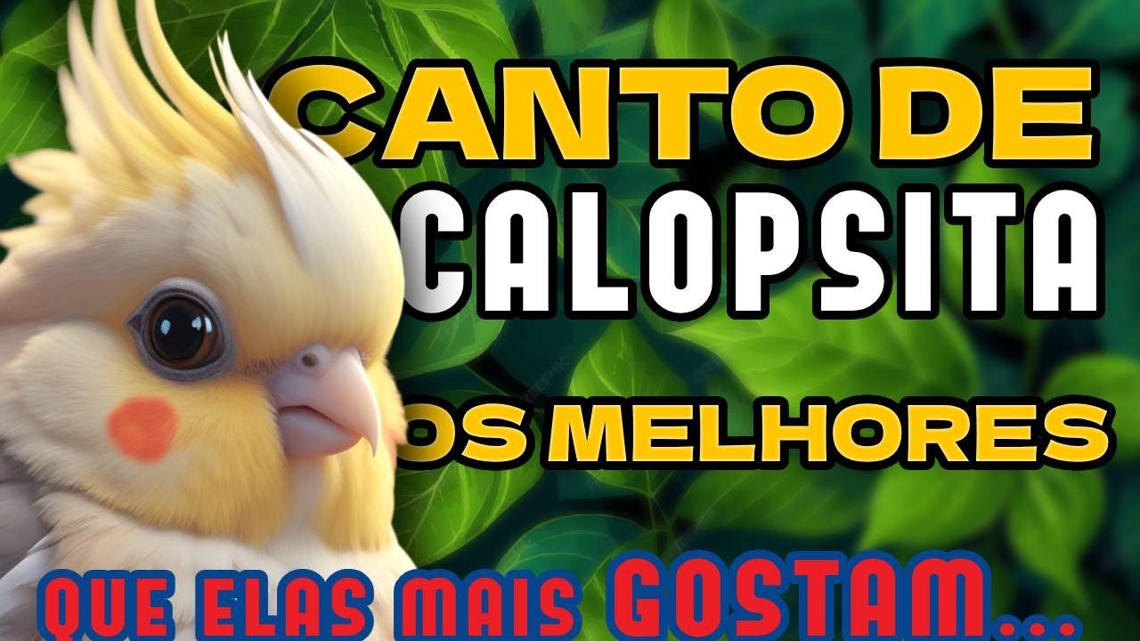 Cockatiel singing - relaxing sounds