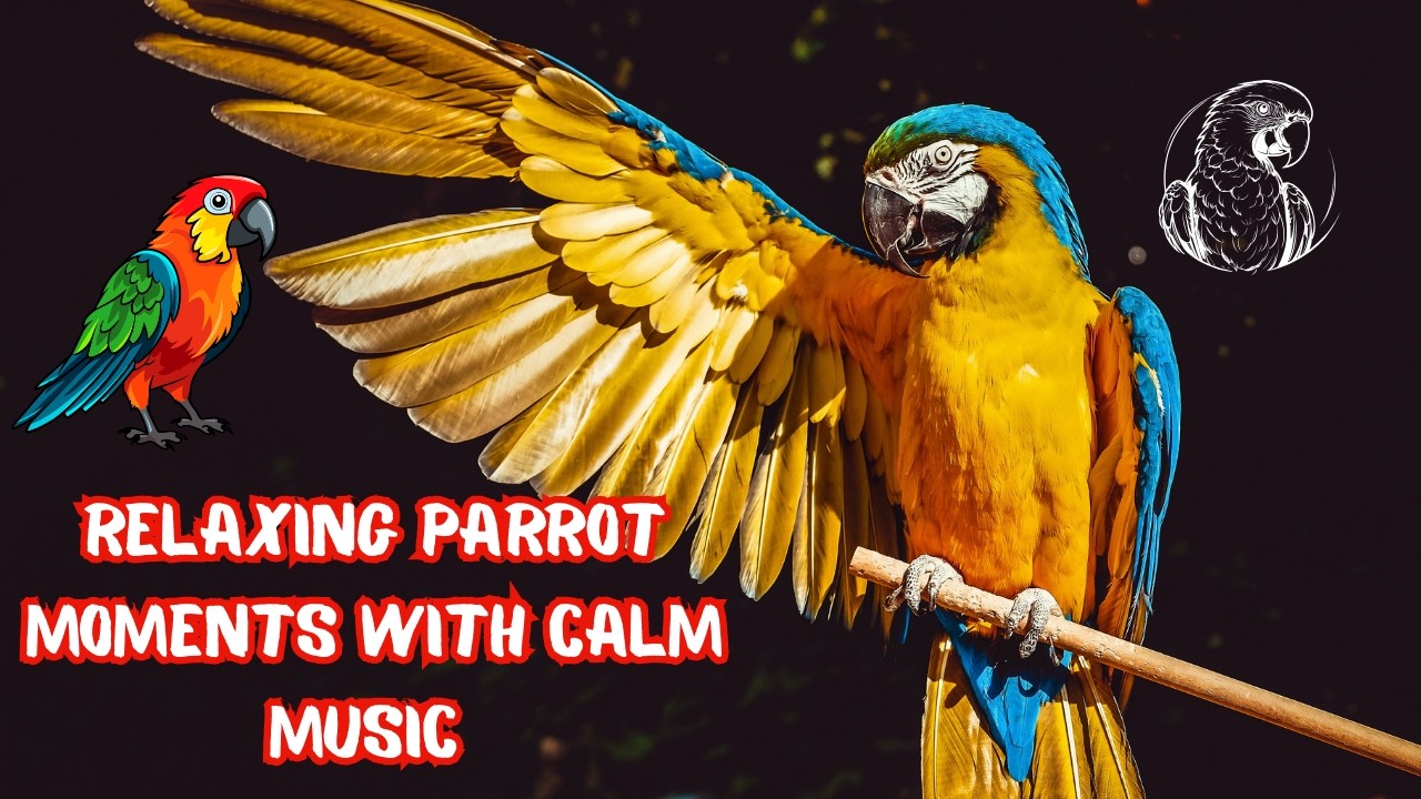 Relaxing Beatiful Parrot Moments with Calm Music !