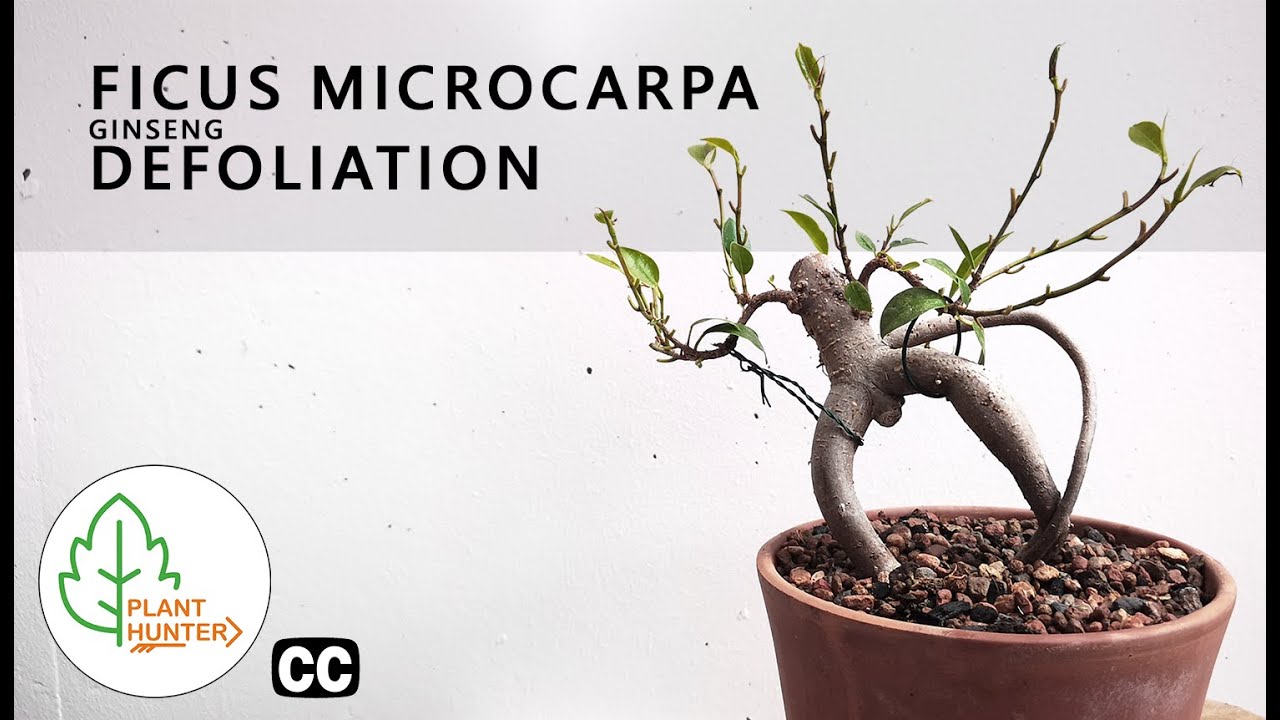 Ficus microcarpa Ginseng Defoliation -  July 2019 #PlantHunter