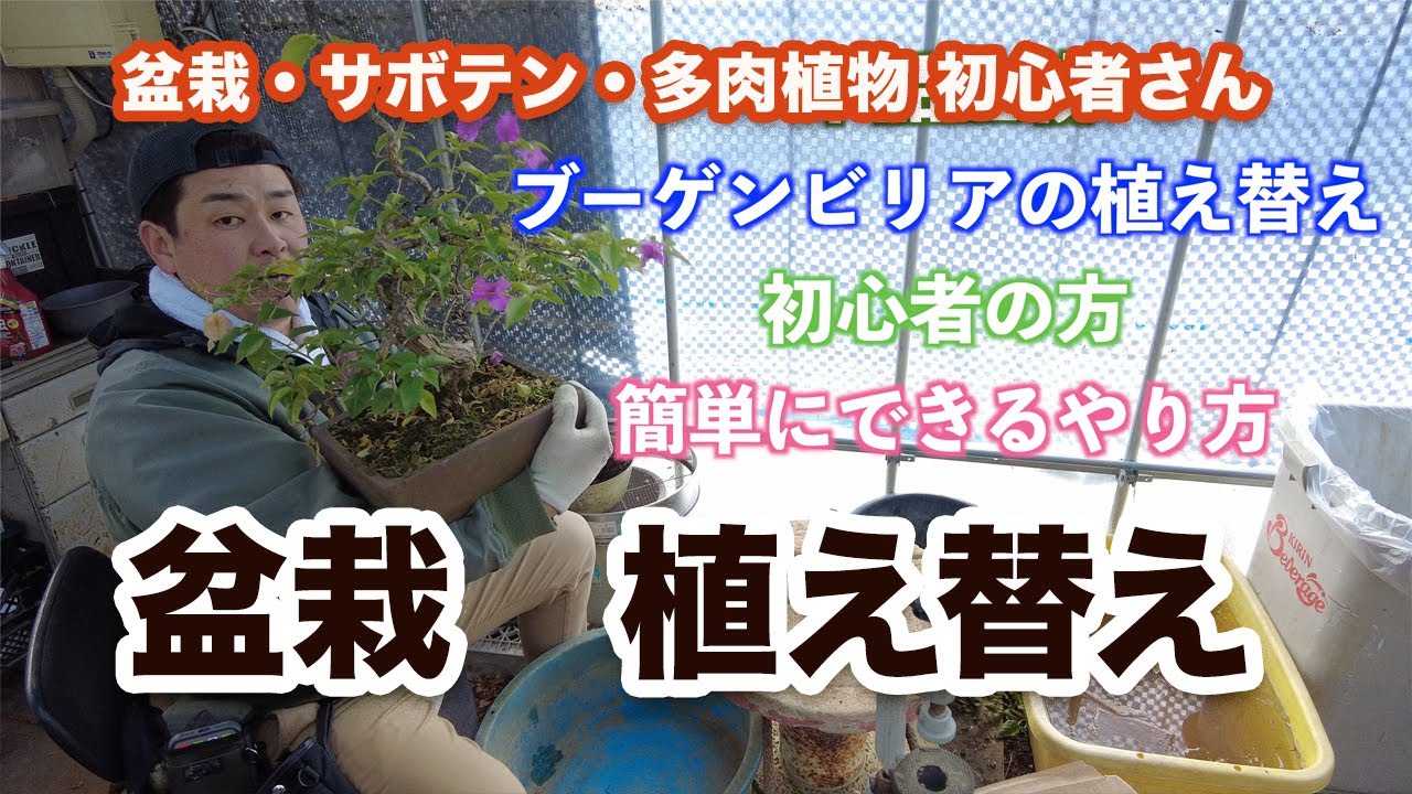 『ブーゲンビリア』盆栽の植え替え