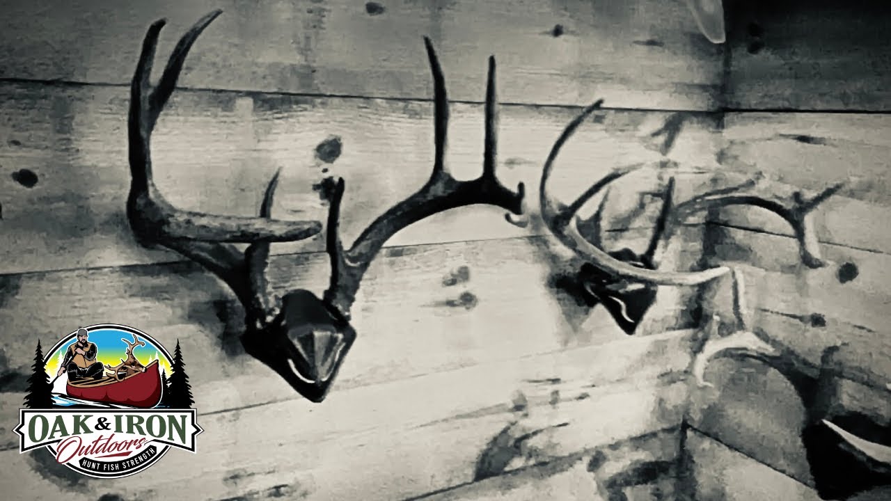 Installing the Skull Hooker, Bone Bracket for European Skull Mounts for Deer.