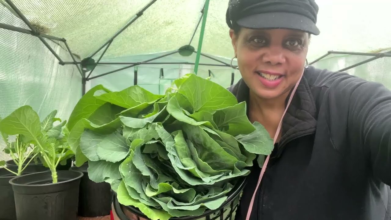Collard Green Harvest For Sunday Dinner | January Greenhouse Garden Chores