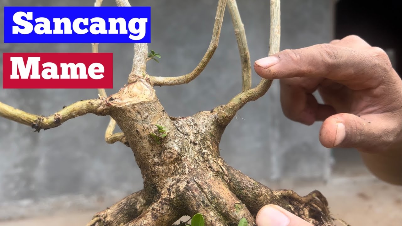 Bahan Bonsai Sancang Mame Pertumbuhannya Macet, Lakukan Dengan Cara ini Agar Tumbuh Subur Lagi