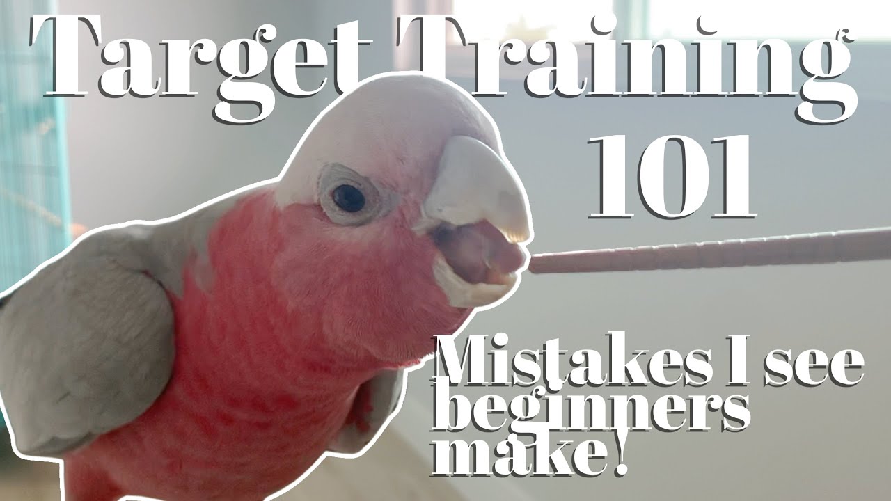 Most Important Tool in Parrot Training | Target Training 101