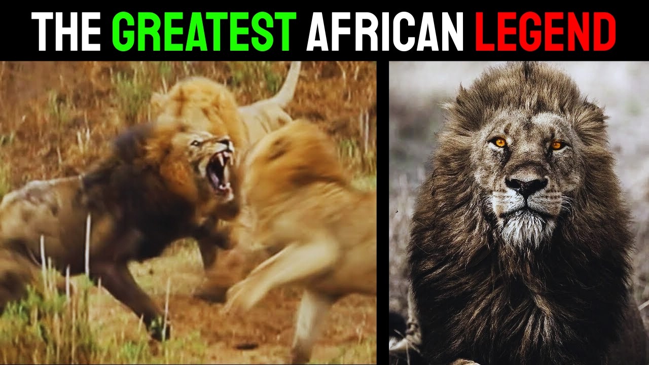 Lion &ndash; Lolparpit: The Legend of Masai Mara