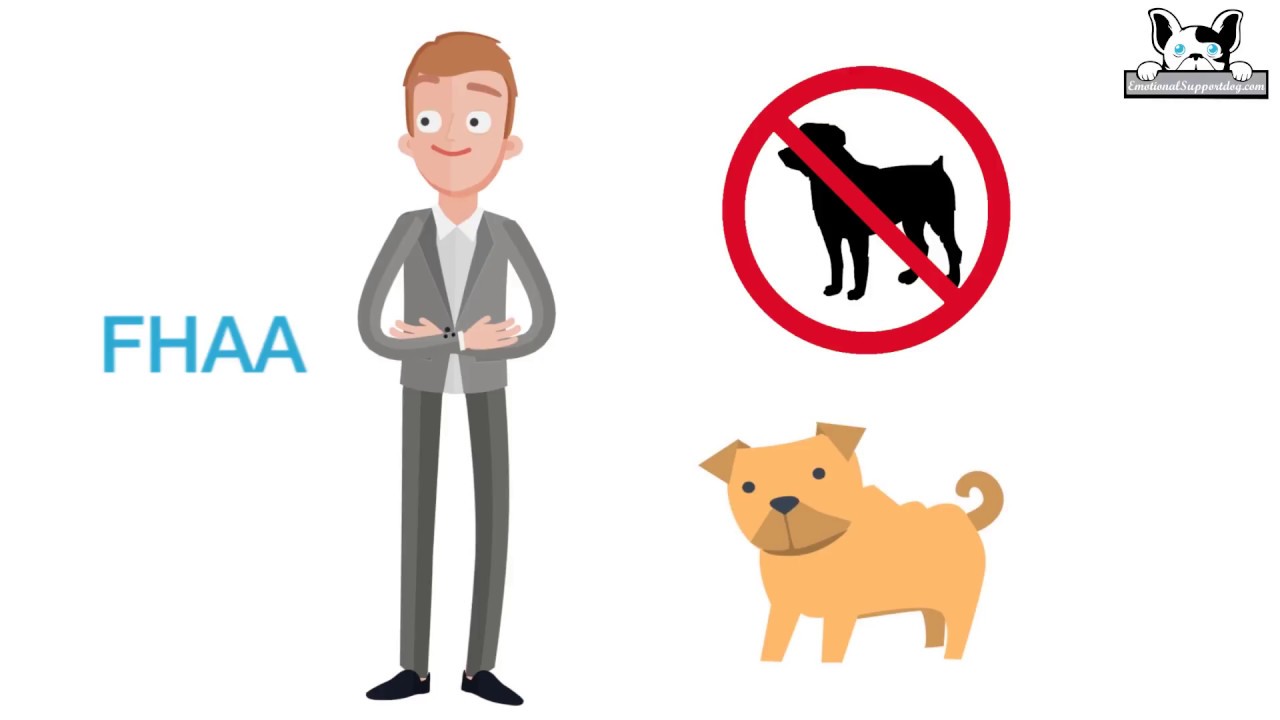 Your Right to Own an Emotional Support Dog