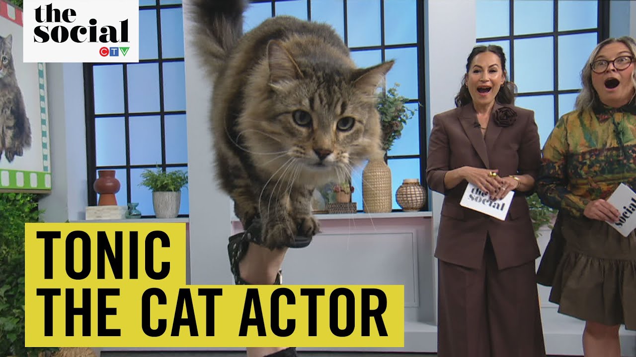 Tonic the Cat Actor: Hollywood's Hottest New Star! | The Social