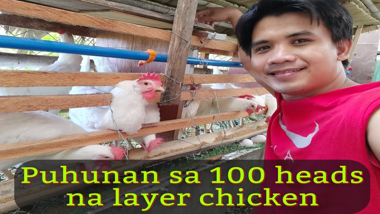 Backyard Poultry Farming ( Vg Bravo ) Puhunan sa 100 heads na RTL