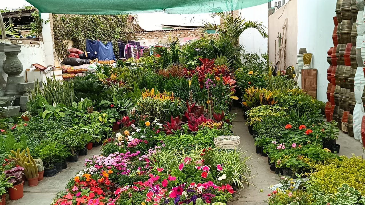 Viveros de plantas en Trujillo, Perú