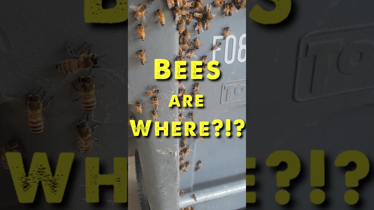 Prime Real Estate? These Bees Picked An Interesting Spot To Land!