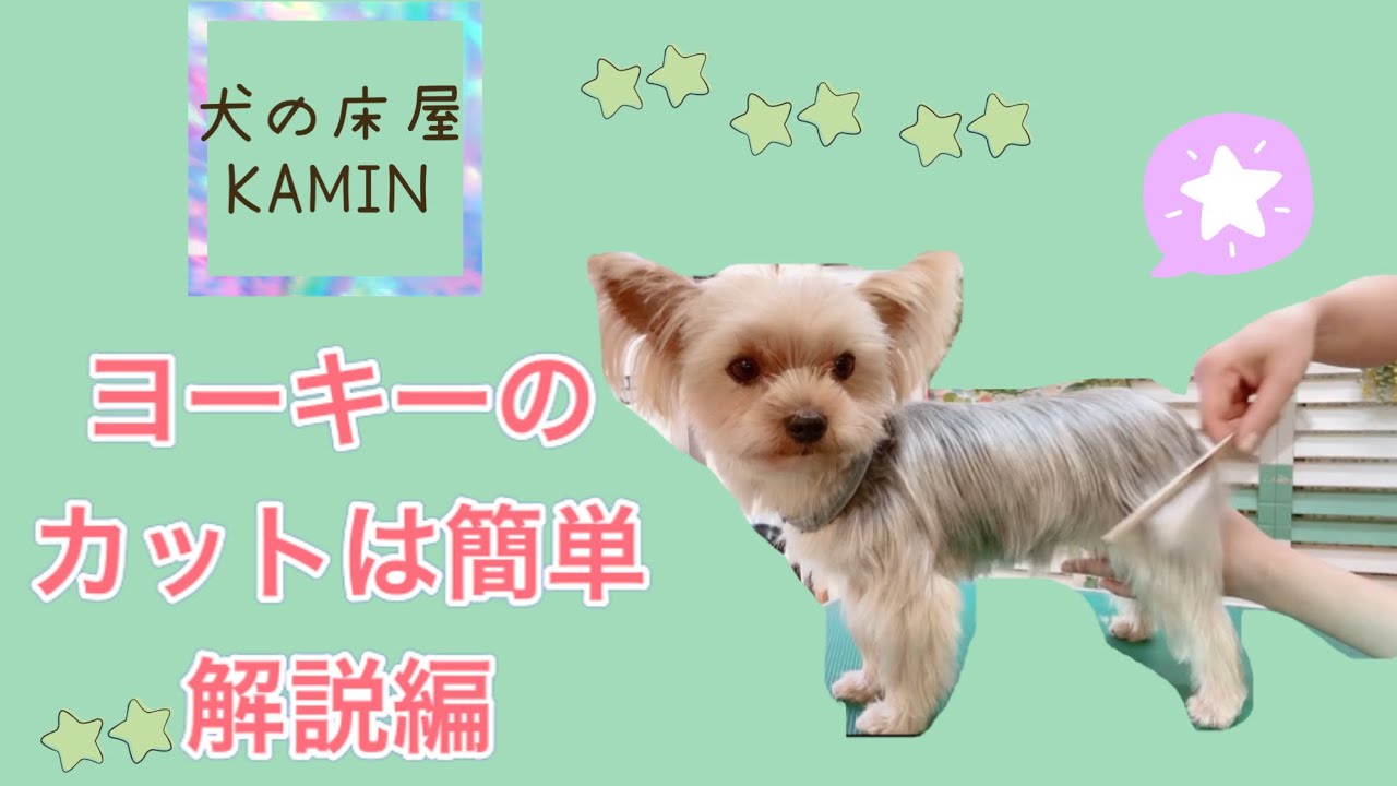 トリマー必見！ ヨークシャテリア 毛の引き出し方 ヨータくん 犬の床屋カミン トリマー トリミング 犬 dog grooming