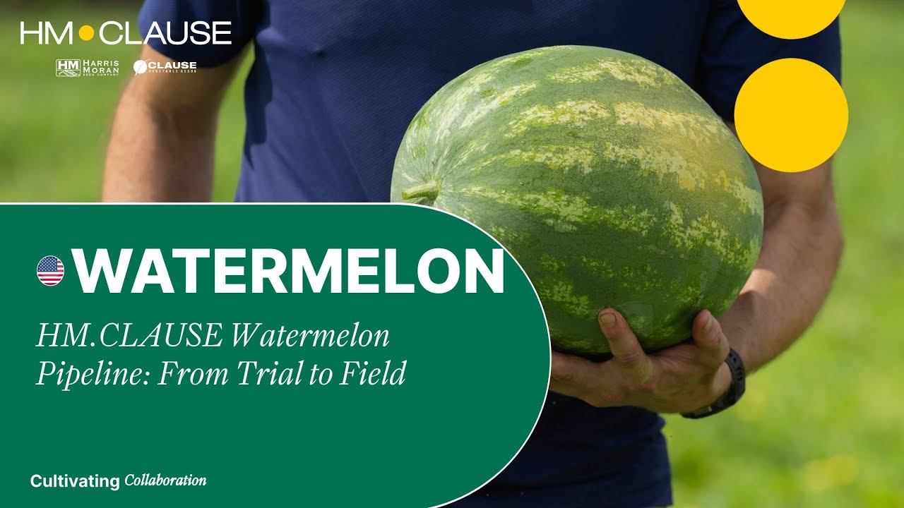 HM.CLAUSE Watermelon Pipeline: From Trial to Field