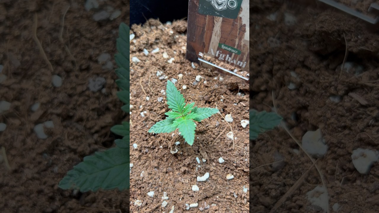 The journey begins 🌱my little cannabis seedling #GrowJourney #cannabiseducation #plants
