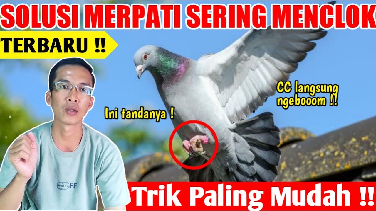 AUTO FINISHING SEMPURNA !! RAHASIA ATASI MERPATI SERING MENCLOK