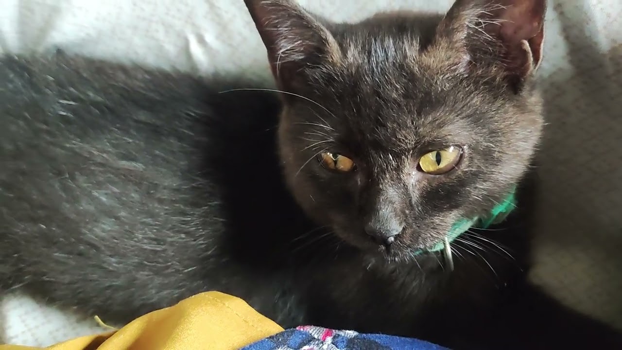 Tunog ng pusa
