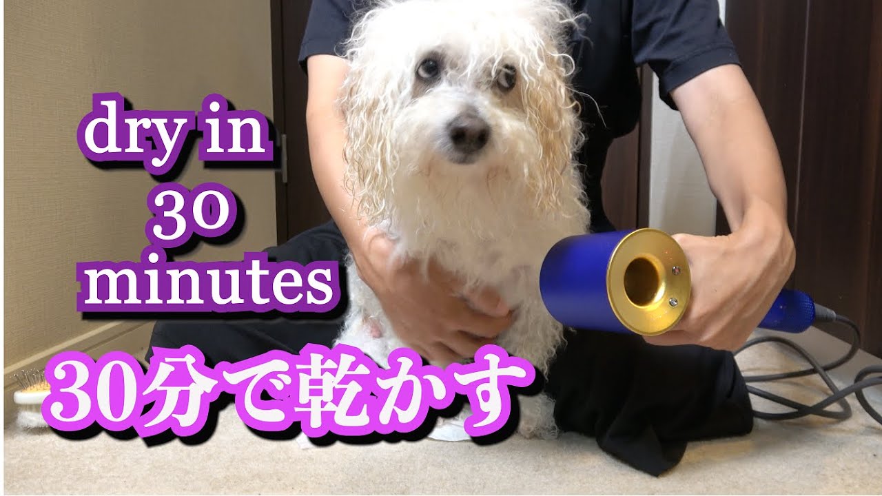 【時短】ダイソンのドライヤーで60分かかっていた自宅ドライングが30分で毛が乾くようになった犬、ビションフリーゼのうたくん
