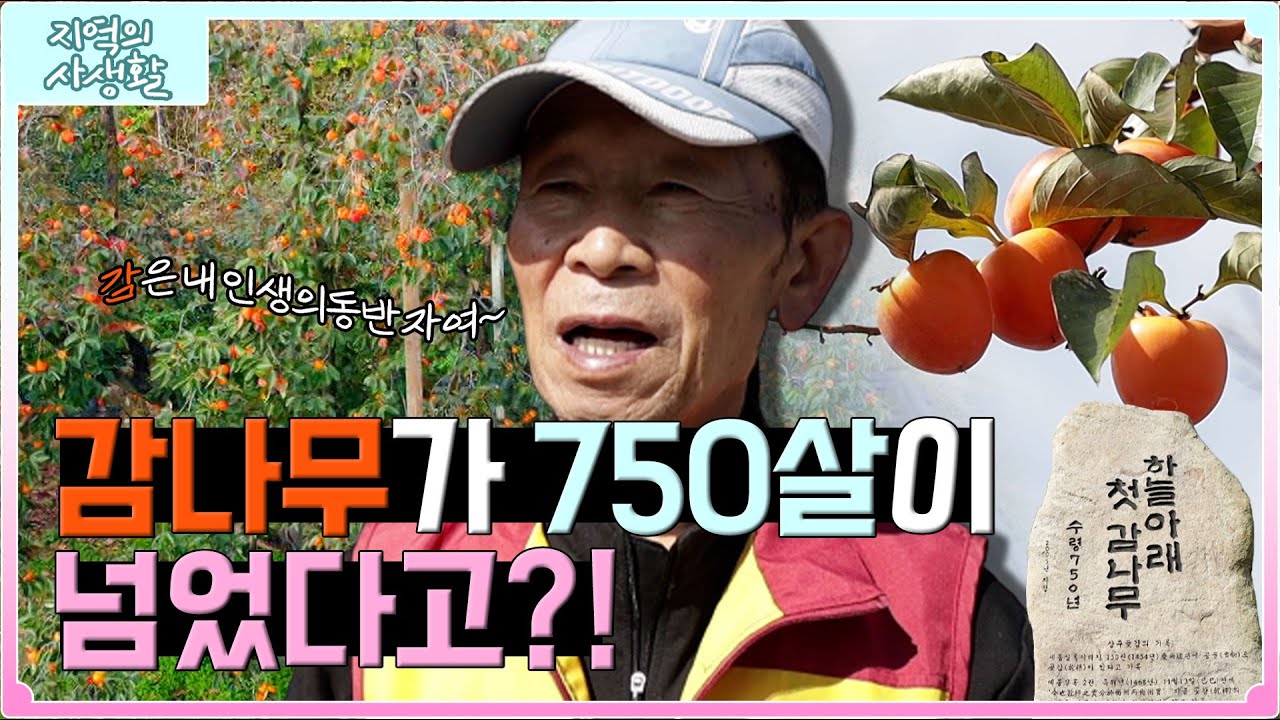 [지역의 사생활] 750살 넘은 감나무🌳? 상주의 하늘 아래 첫 감나무 | KBS 221104