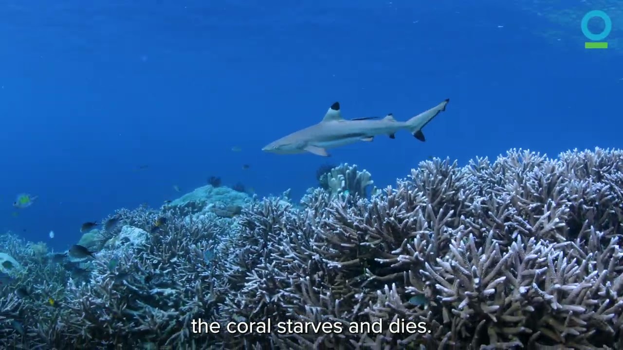 What on Earth is ‘Coral Bleaching’?​​​​