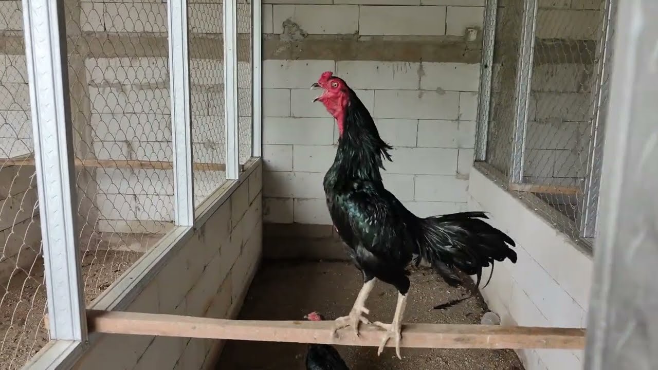 SARAPAN PAGI DI KANDANG ARF FARM BOS KU...
