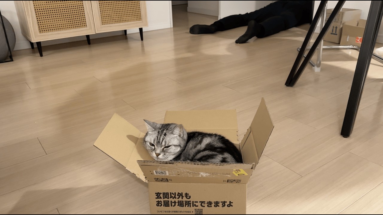 自分のサイズを理解できず小さすぎるダンボールにおさまる猫