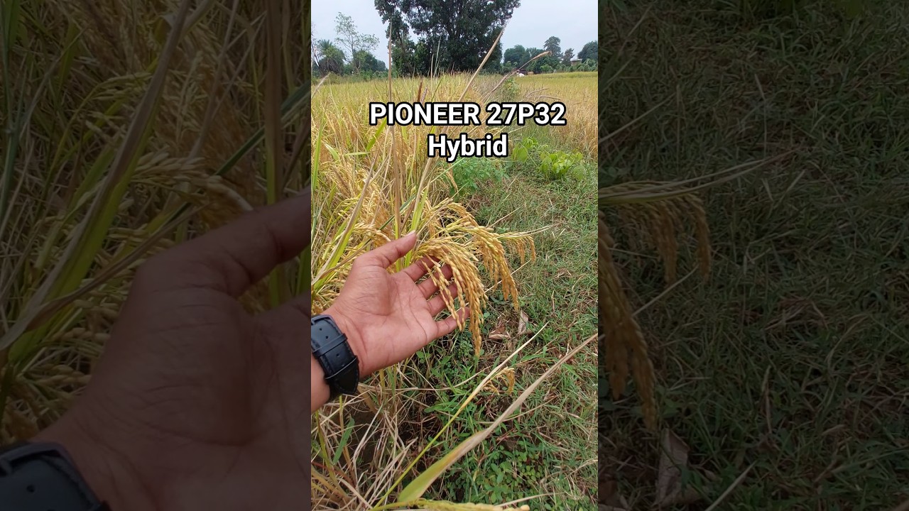 PIONEER 27P32 Hybrid 🌾#pioneer #agriculture #paddy #shorts #nature #youtubeshorts #viral