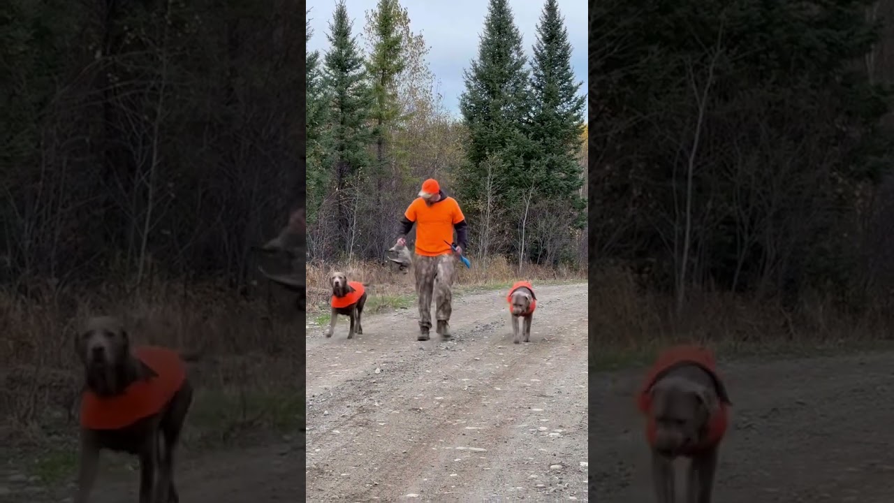 Grouse hunting !! 