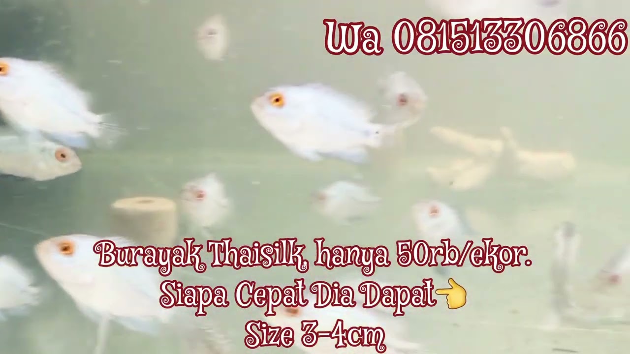 Murah Banget 