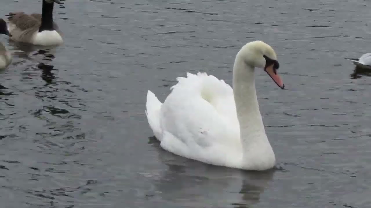 Swans in the UK