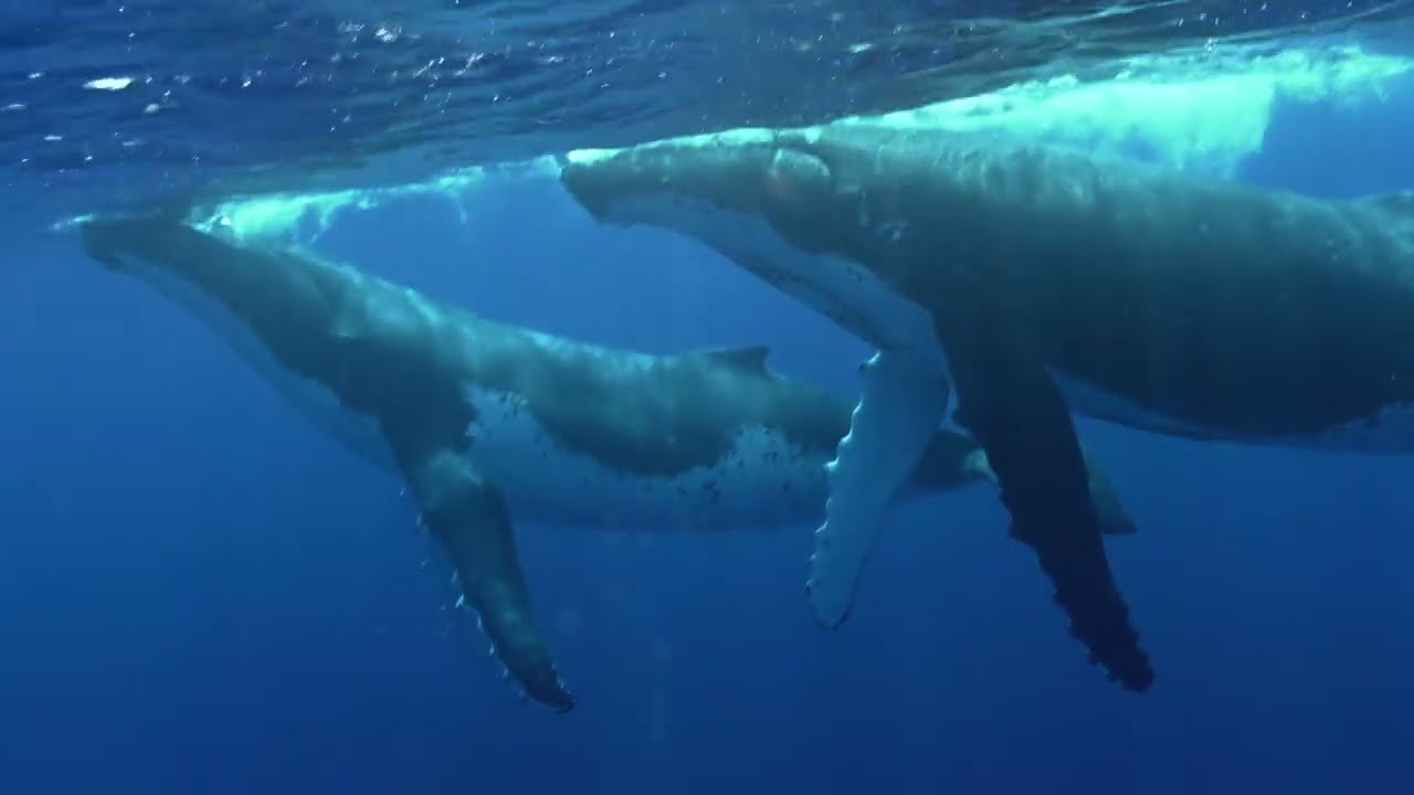 SORTIES BALEINES TAHITI AVEC MOKARRAN DIVING