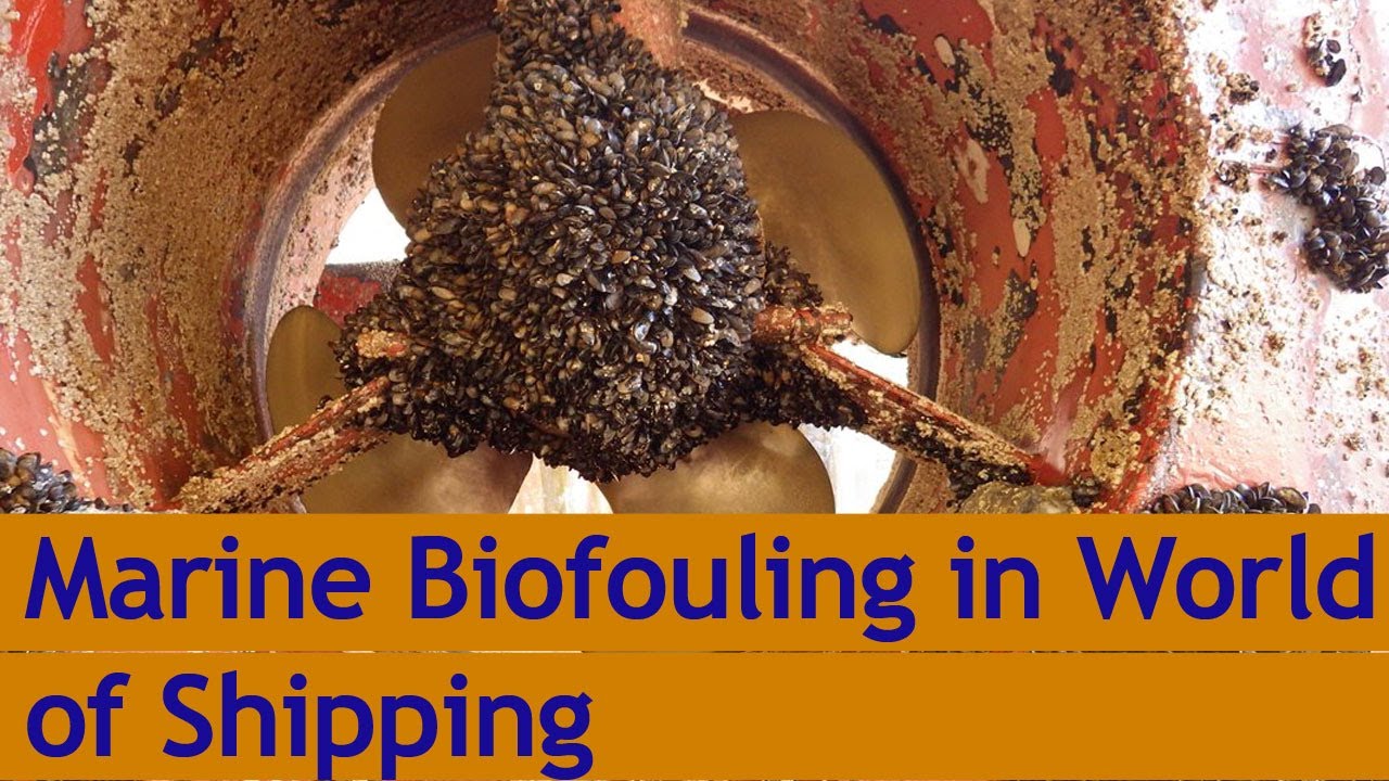 Marine Biofouling in World of Shipping